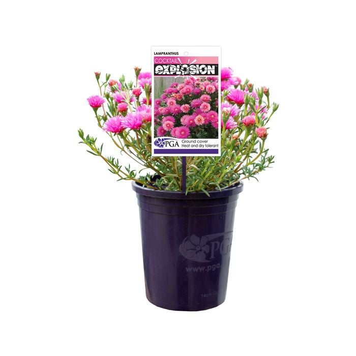 140mm Lampranthus Cocktail Explosion - Lampranthus hybrid