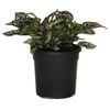 120mm White Freckle Face - Hypoestes phyllostachya White Splash Select