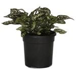 120mm White Freckle Face - Hypoestes phyllostachya White Splash Select