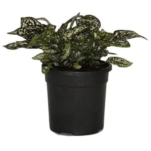 120mm White Freckle Face - Hypoestes phyllostachya White Splash Select