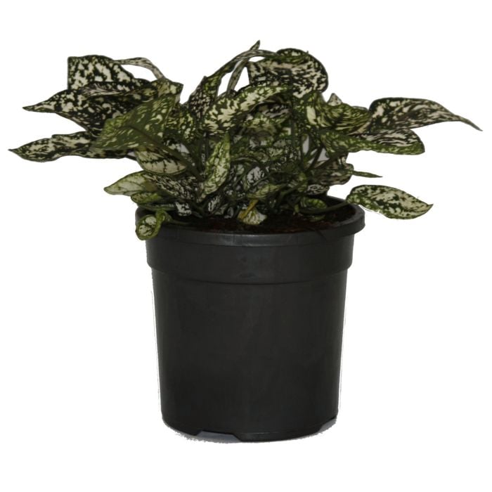 120mm White Freckle Face - Hypoestes phyllostachya White Splash Select
