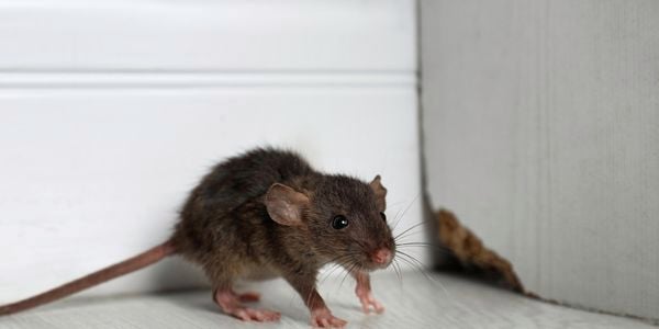 Mouse in a white room