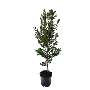 10L Pohutakawa - Metrosideros excelsa Maori Princess