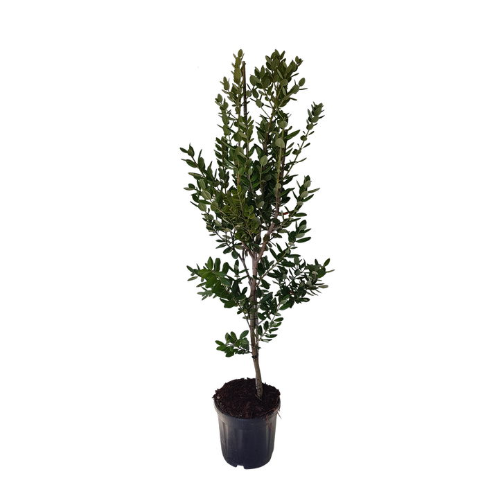10L Pohutakawa - Metrosideros excelsa Maori Princess