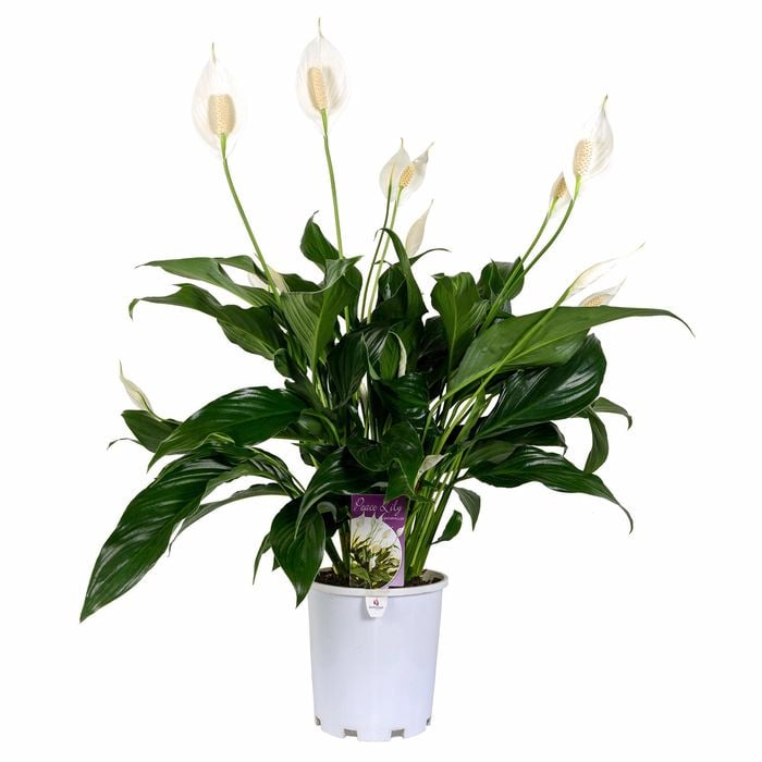 175mm Peace Lily - Spathiphyllum