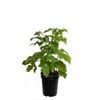 Plant Raspberry Heritage 3.5l
