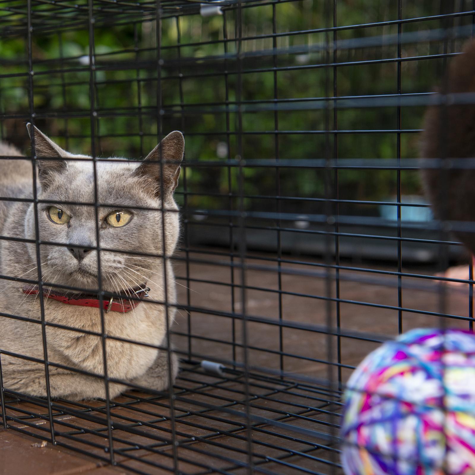 Outdoor cat enclosure bunnings hotsell