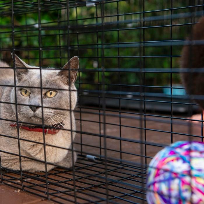 RapidMesh 122 x 106 x 73.5cm Cat Enclosure With Tunnel Bunnings Australia