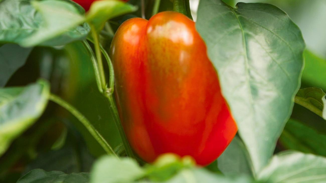 Red and green capsicum growing on a vine