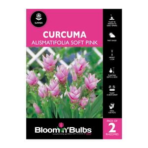 Bloomin Bulbs Curcuma Alismatifolia Soft Pink - 2 Pack