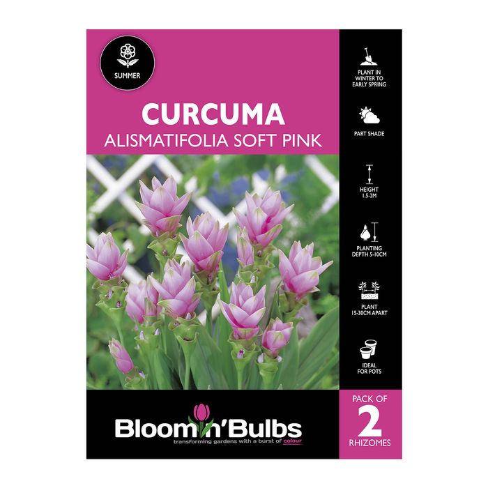 Bloomin Bulbs Curcuma Alismatifolia Soft Pink - 2 Pack