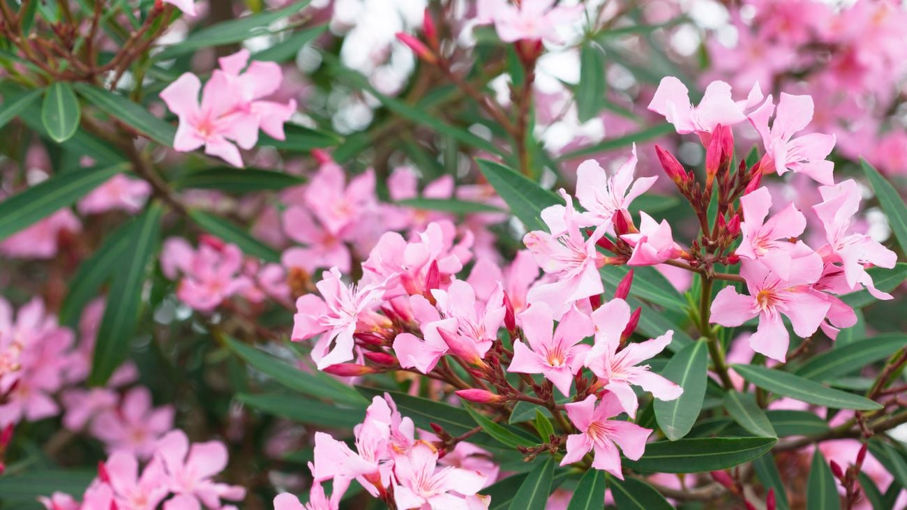 Nerium oleander bush with pink flowers