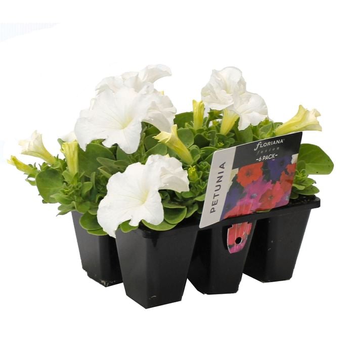 6 Cell Petunia White - Petunia hybrid - Fusion Flowers Range