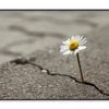 Beautiful Flower Growing Out  Print 100% Australian Made 120x90cm  (Poster)