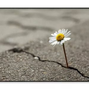 Beautiful Flower Growing Out  Print 100% Australian Made 120x90cm  (Poster)