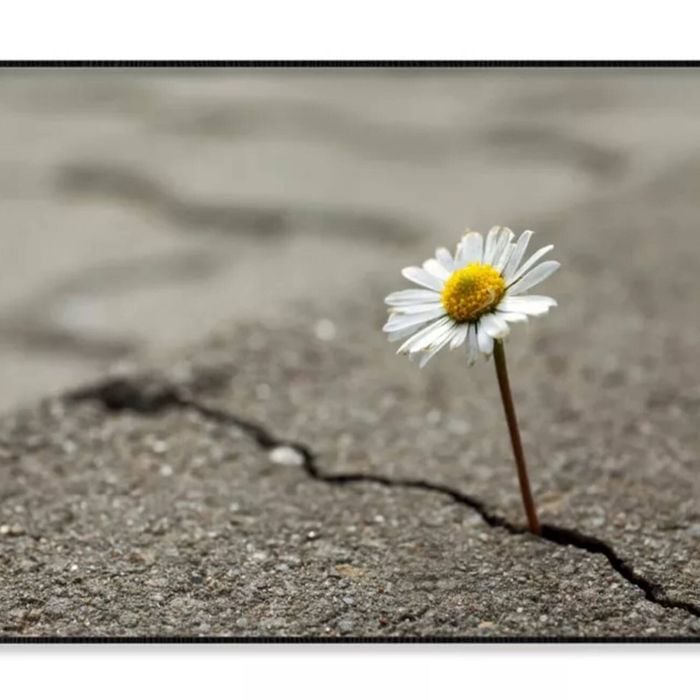 Beautiful Flower Growing Out  Print 100% Australian Made 120x90cm  (Poster)