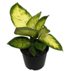 200mm Dumb Cane Plant - Dieffenbachia seguine Tropic Marianne