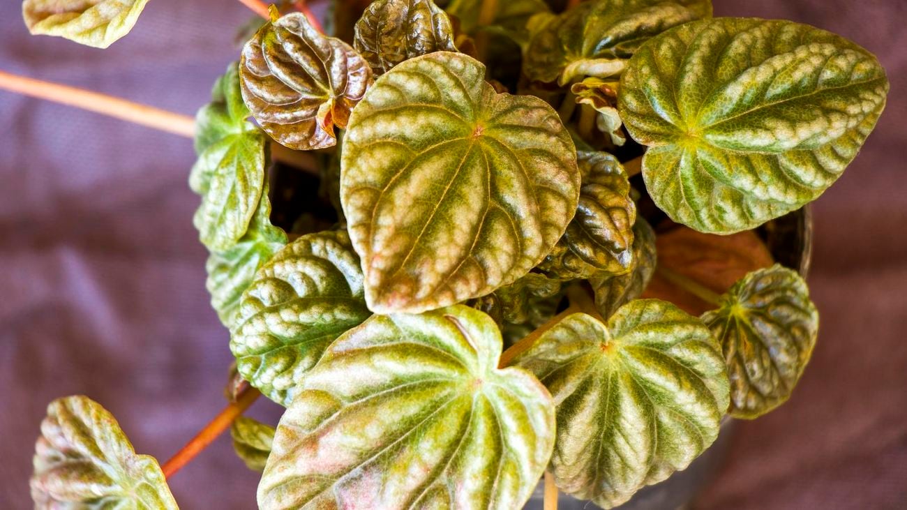 A close up of a potted peperomia plant, with green and purple-tinged leaves with textured bumps on them