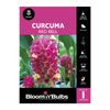 Bloomin Bulbs Curcuma Red Bell - 1 Pack