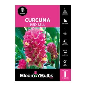 Bloomin Bulbs Curcuma Red Bell - 1 Pack