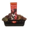 Punnet Begonia Gypsy Mix - Gold Flower Range
