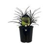 1.9L Phormium Black Magic 