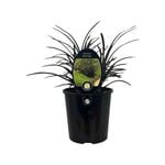 1.9L Phormium Black Magic 
