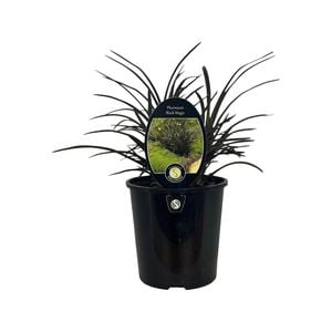 1.9L Phormium Black Magic 