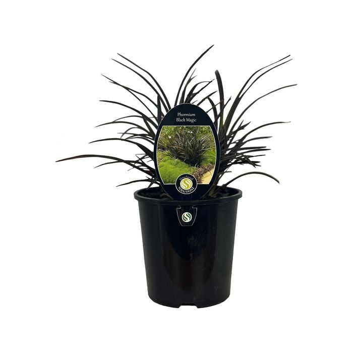 1.9L Phormium Black Magic 