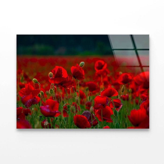 Poppy Flowers Close-up  Print 100% Australian Made 150 x 100cm  (Acrylic)