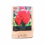 Yarra Valley Bulbs Tulip Strong Love - 5 Pack