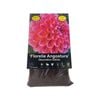 Yarra Valley Bulbs Dahlia Florelie Angostura - 1 Pack