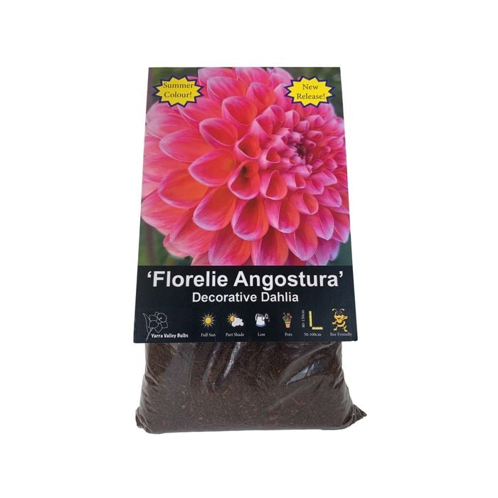 Yarra Valley Bulbs Dahlia Florelie Angostura - 1 Pack
