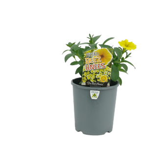 1.5L Petunia Beez Knees - Petunia hybrida