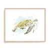 Artey | Watercolor Sea Turtle Study I - Framed Print - Natural Frame - 80 x 95cm