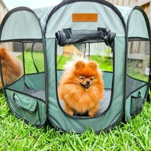 Charlie's Adventure Pet Playpen Foldable Portable Crate Sage Small