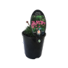 1.5L Armeria Pretty Petite - Armeria alliacea Pretty Petite