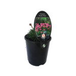 1.5L Armeria Pretty Petite - Armeria alliacea Pretty Petite