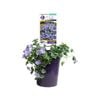 140mm Ruffled Moon - Convolvulus hybrid