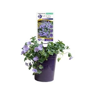 140mm Ruffled Moon - Convolvulus hybrid