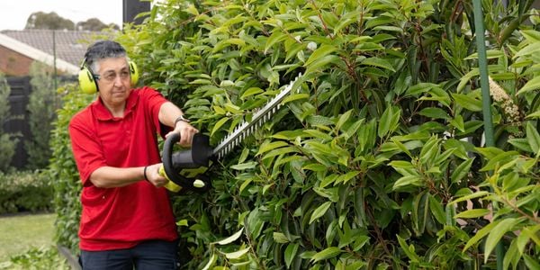 Start hedge trimming with an electric trimmer