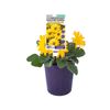 140mm African Daisy - Arctotis Silverdust Sunshine