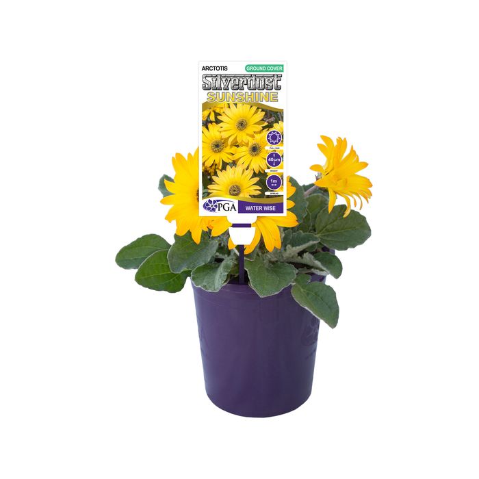 140mm African Daisy - Arctotis Silverdust Sunshine