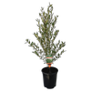 3.5L Forest Phebalium 'Screen It Range' - Phebalium squamulosum