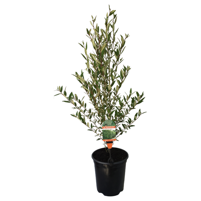 3.5L Forest Phebalium 'Screen It Range' - Phebalium squamulosum