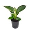 125mm Birkin - Philodendron erubescens