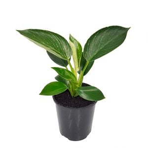 125mm Birkin - Philodendron erubescens