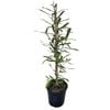4L Rewarewa - Knightia excelsa