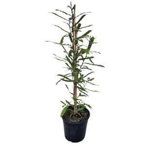 4L Rewarewa - Knightia excelsa