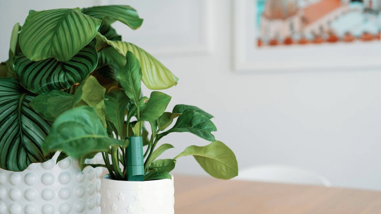 Two white pots with plants in them and one has a plant sensor in it, on a wooden bench.